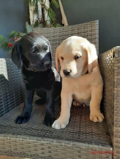 Labrador retrievervalpar tillgängliga för adoption 🐾